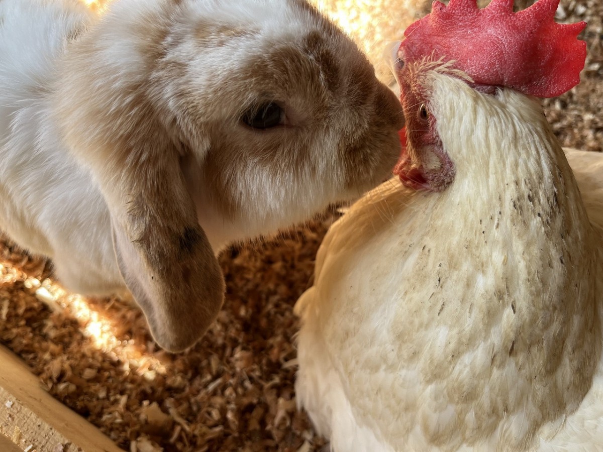 島根県安来市の観光牧場『やぎのいえ』の動物たち