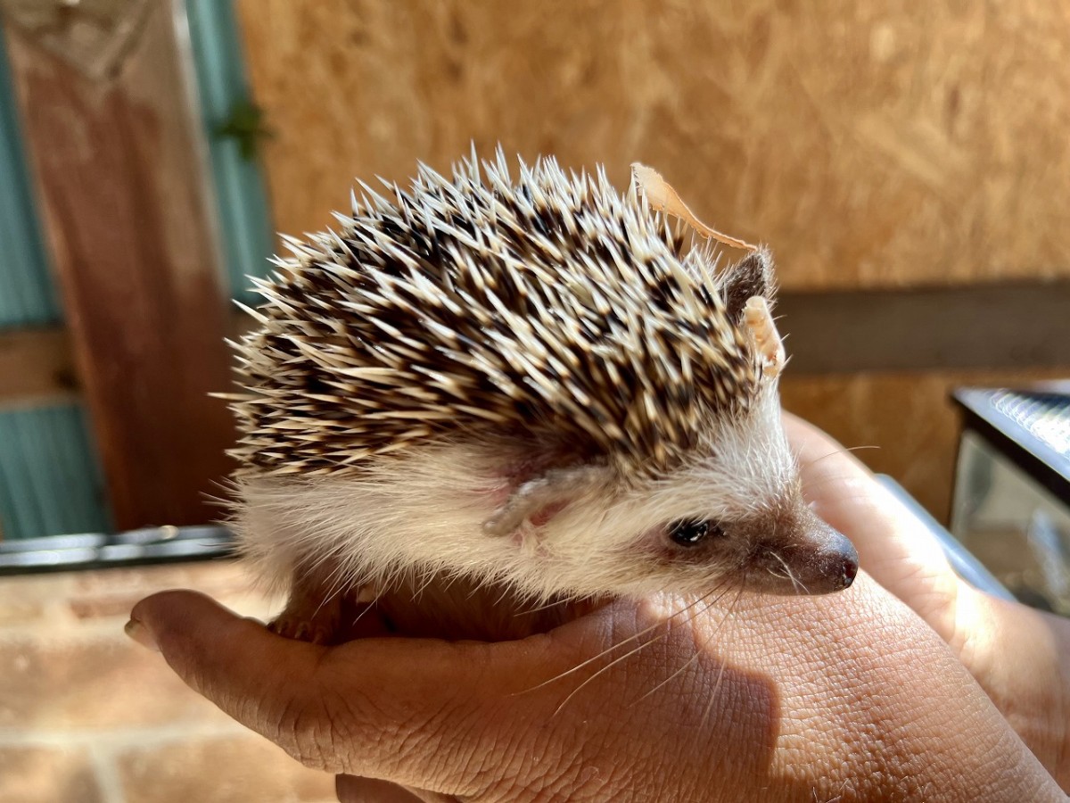 島根県安来市の観光牧場『やぎのいえ』の動物たち