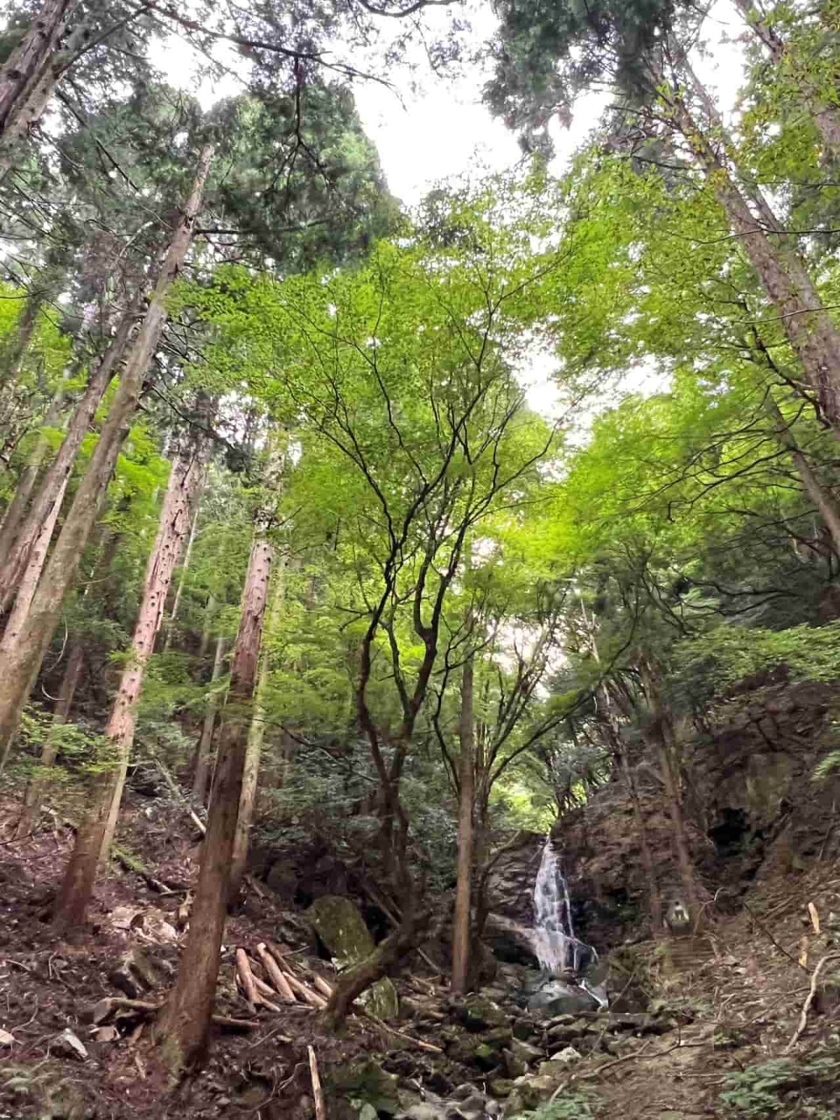 鳥取県智頭町のパワースポット「杉神社」の様子