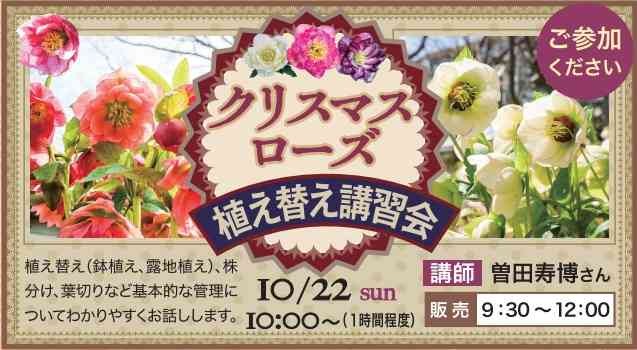 島根県出雲市のイベント「クリスマスローズ　植え替え講習会」のチラシ