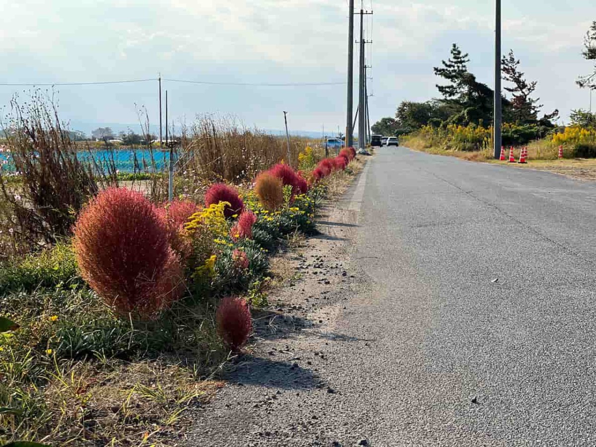 鳥取県北栄町にあるコキア通りの様子