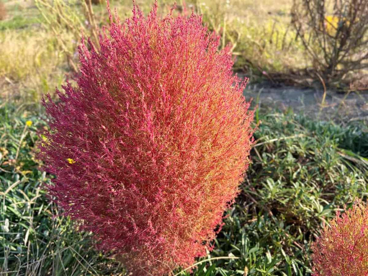 鳥取県北栄町にあるコキア通りの様子