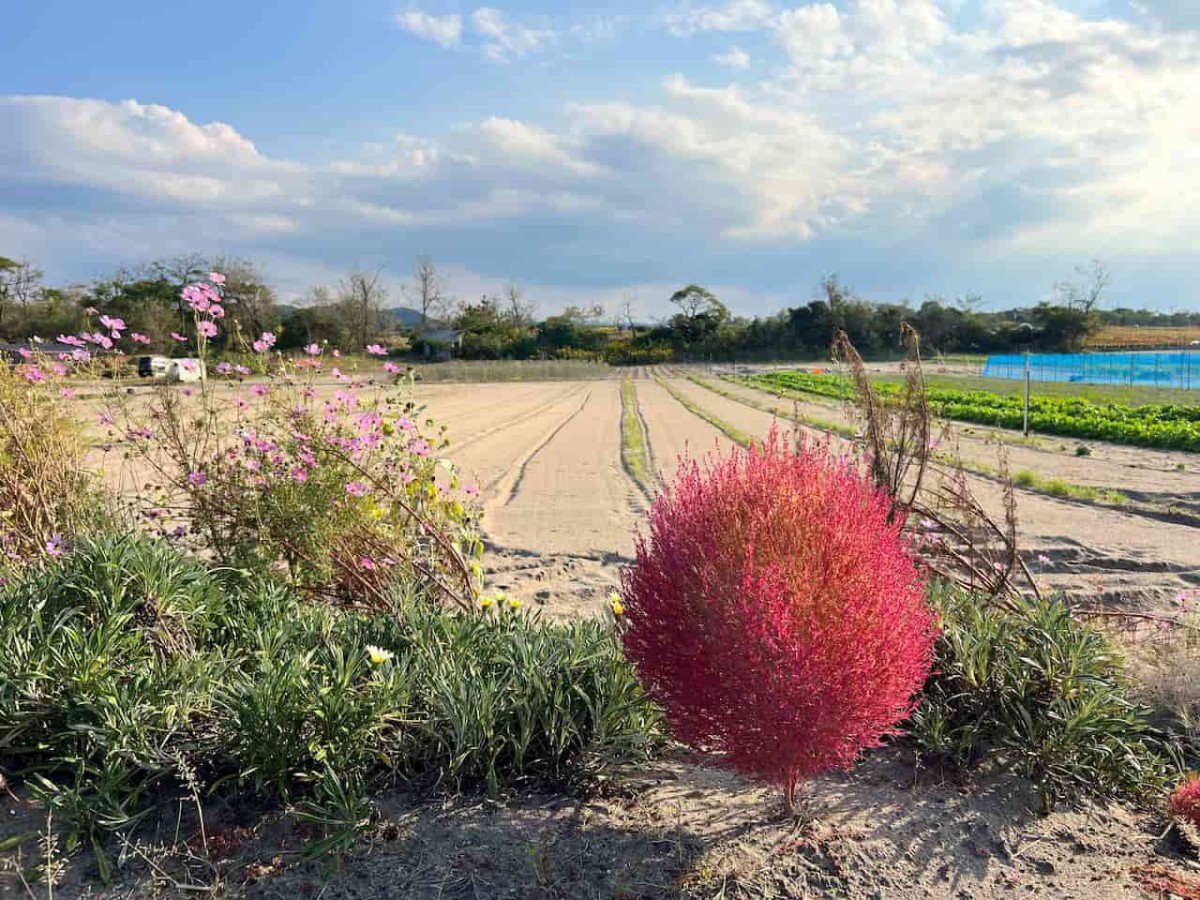 鳥取県北栄町にあるコキア通りの様子