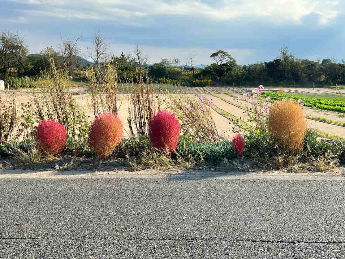 鳥取県北栄町にあるコキア通りの様子