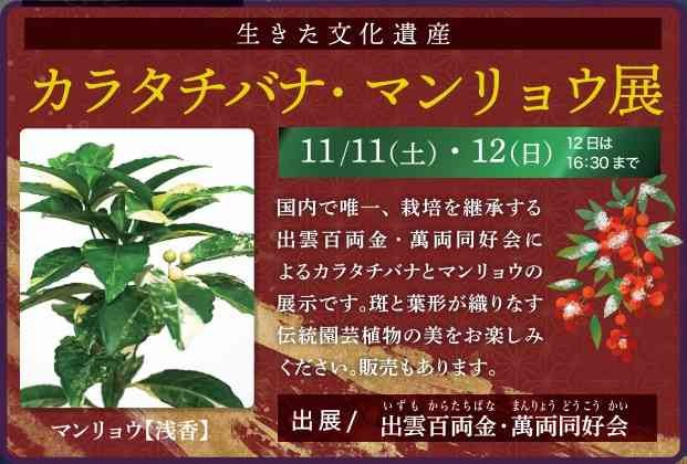 島根県出雲市のイベント「カラタチバナ・マンリョウ展」のチラシ