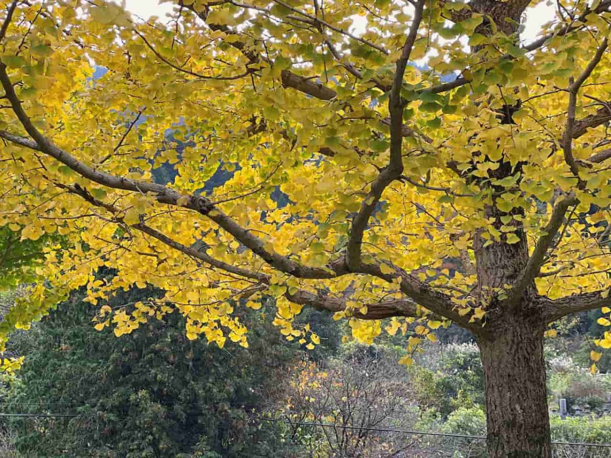 鳥取県日野町にある『金持神社』周辺の様子