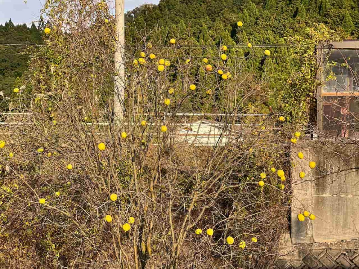 鳥取県日野町にある『黒坂カワコふれあい公園』の様子