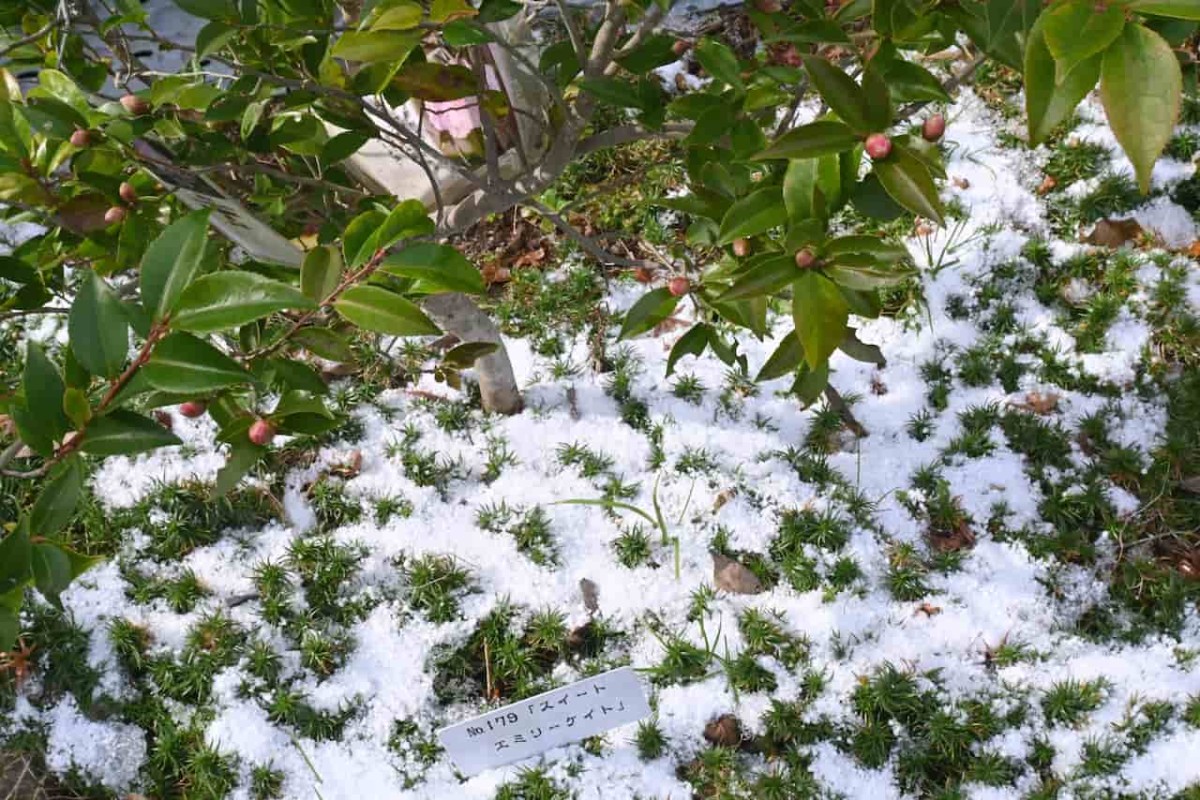 島根県松江市の『満願寺』に植わる椿のつぼみ