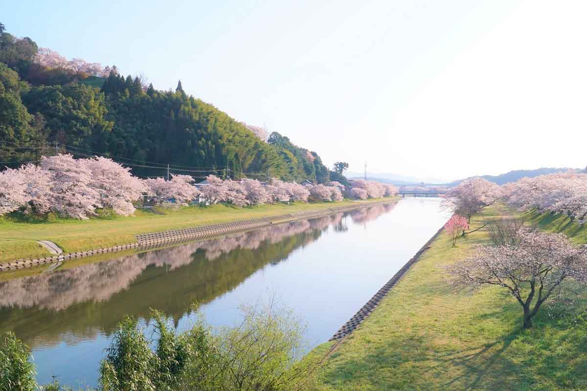 島根県雲南市のお花見スポット『三刀屋川河川敷公園』の「御衣黄（ぎょいこう）」開花の様子