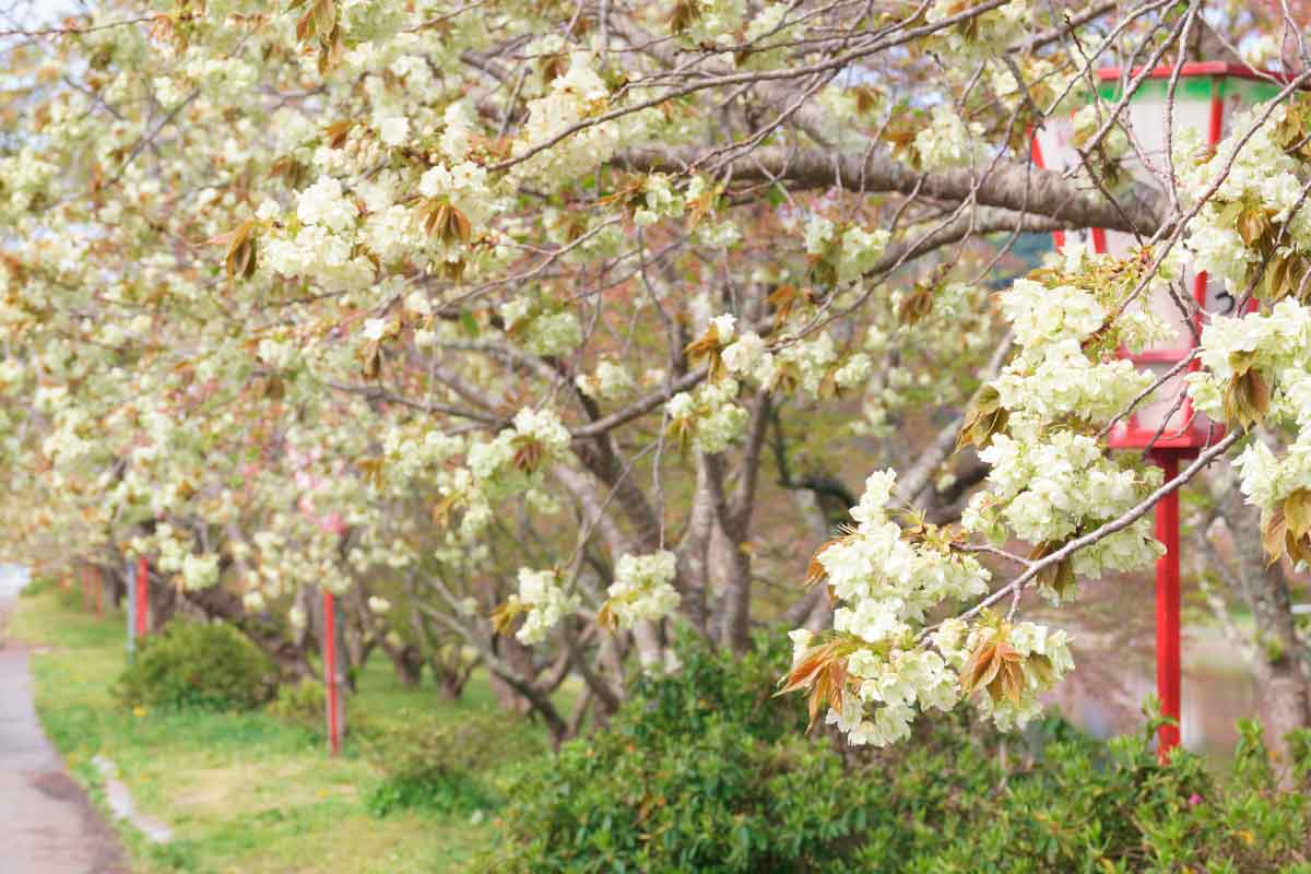 島根県雲南市のお花見スポット『三刀屋川河川敷公園』の「御衣黄（ぎょいこう）」開花の様子