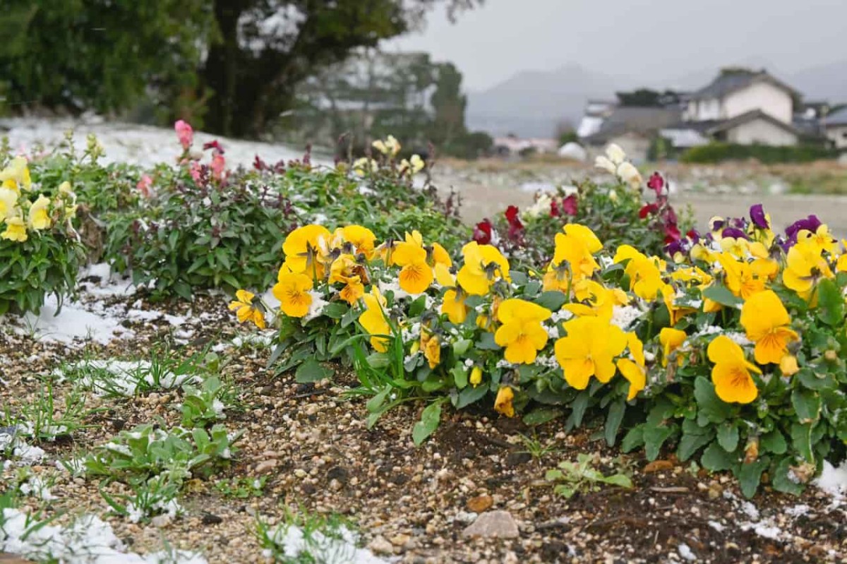 島根県出雲市にある『五右衛門川河川公園』の花壇