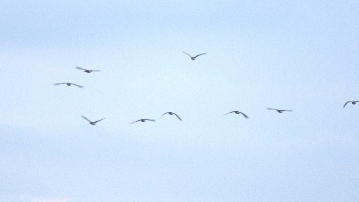 出雲市にある『宍道湖西岸なぎさ公園』での野鳥観察風景