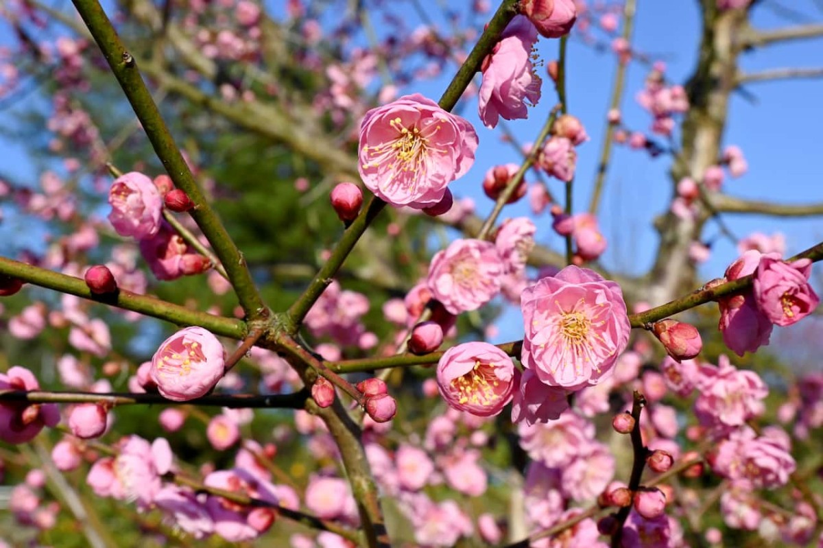 鳥取県米子市『大袋児童公園』近くで見たウメの花