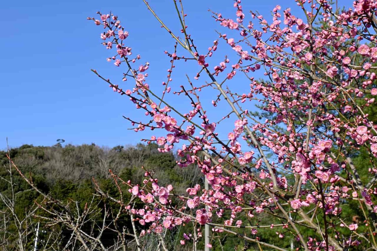 鳥取県米子市『大袋児童公園』近くで見たウメの花