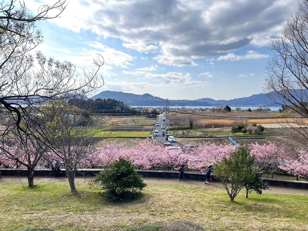 島根県松江市『大塚山公園』の河津桜