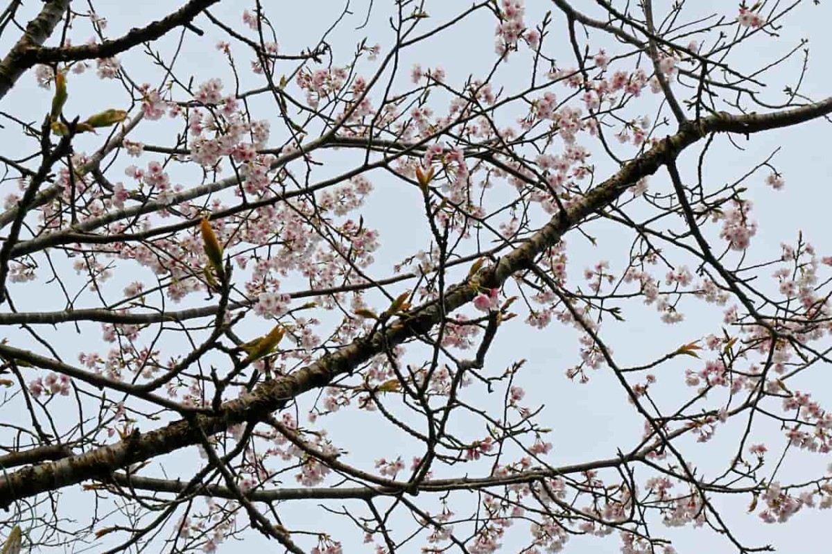 鳥取県米子市『湊山公園』で咲いている桜