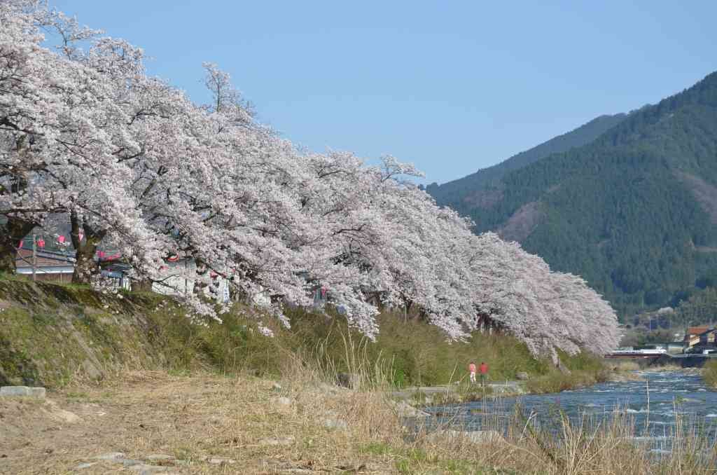 鳥取県八頭郡智頭町のイベント「第11回智頭河畔桜Caféフェスティバル」のイメージ