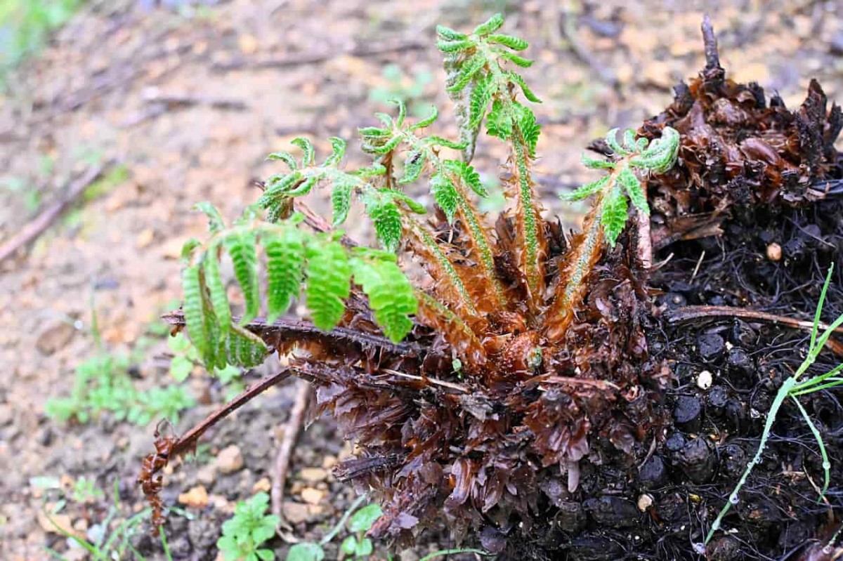 島根県松江市の「朝日山」登山途中にあった植物