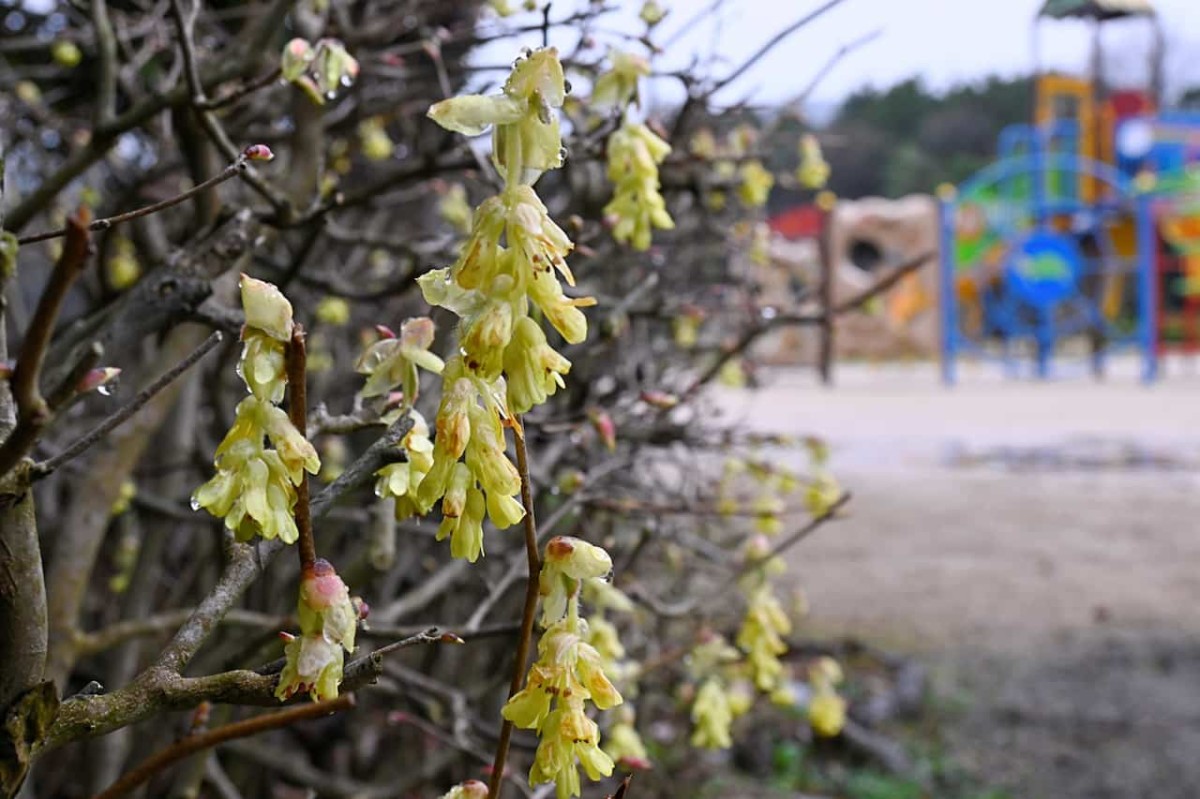 島根県松江市にある『福田運動公園』に咲いてる花