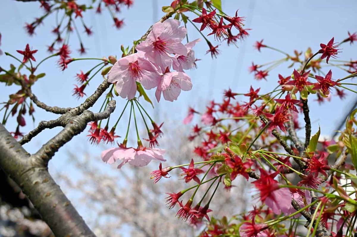 鳥取県米子市内で見つけた桜が咲いている場所