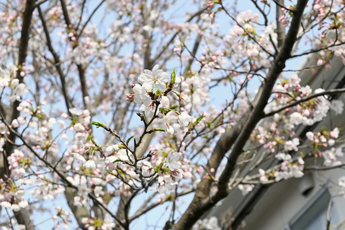 鳥取県米子市内で見つけた桜が咲いている場所