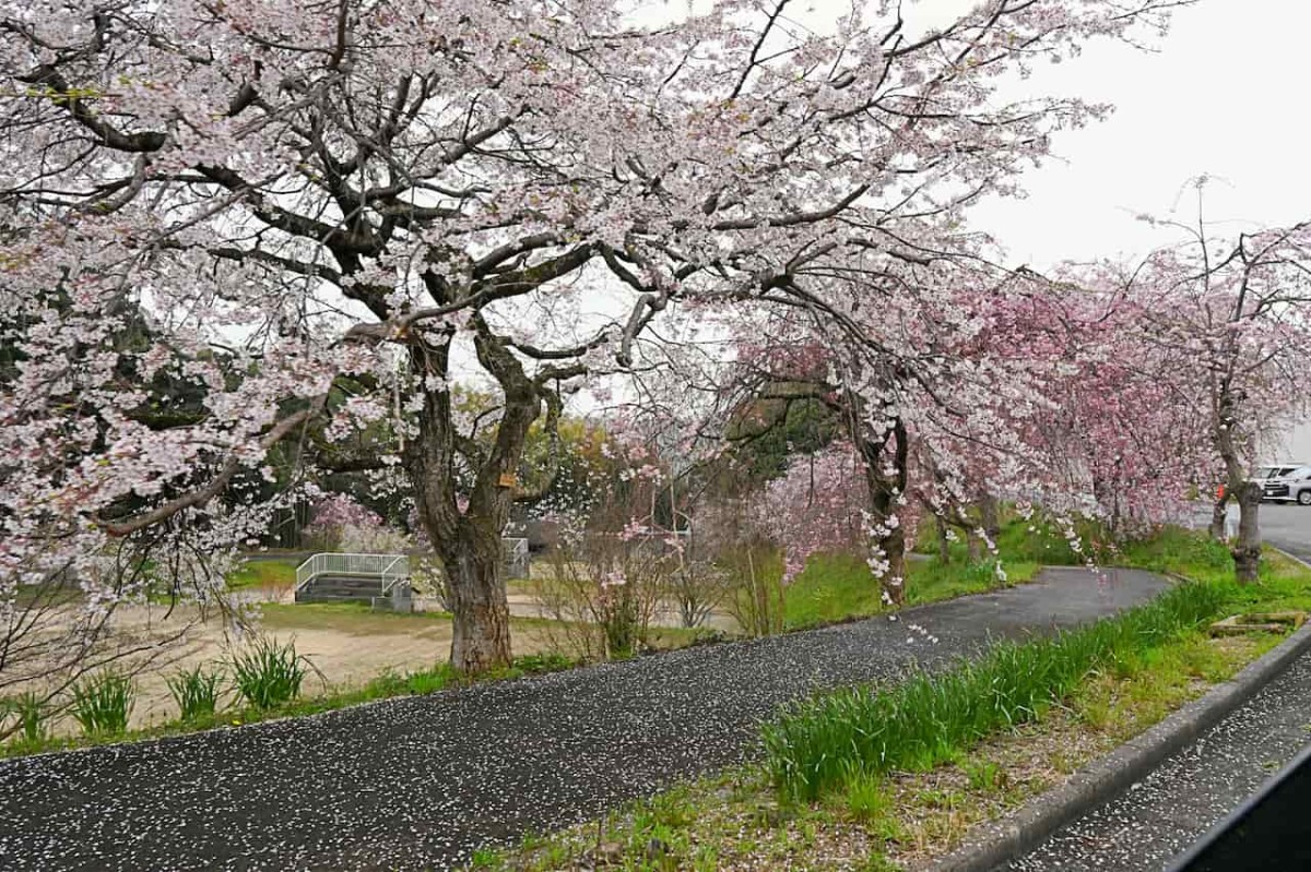 鳥取県倉吉市の『伯耆しあわせの郷』に咲くシダレザクラ