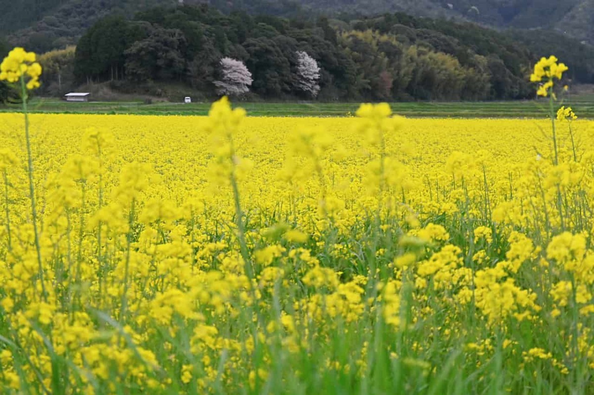 島根県安来市の『能義交流センター』近くにある菜の花畑