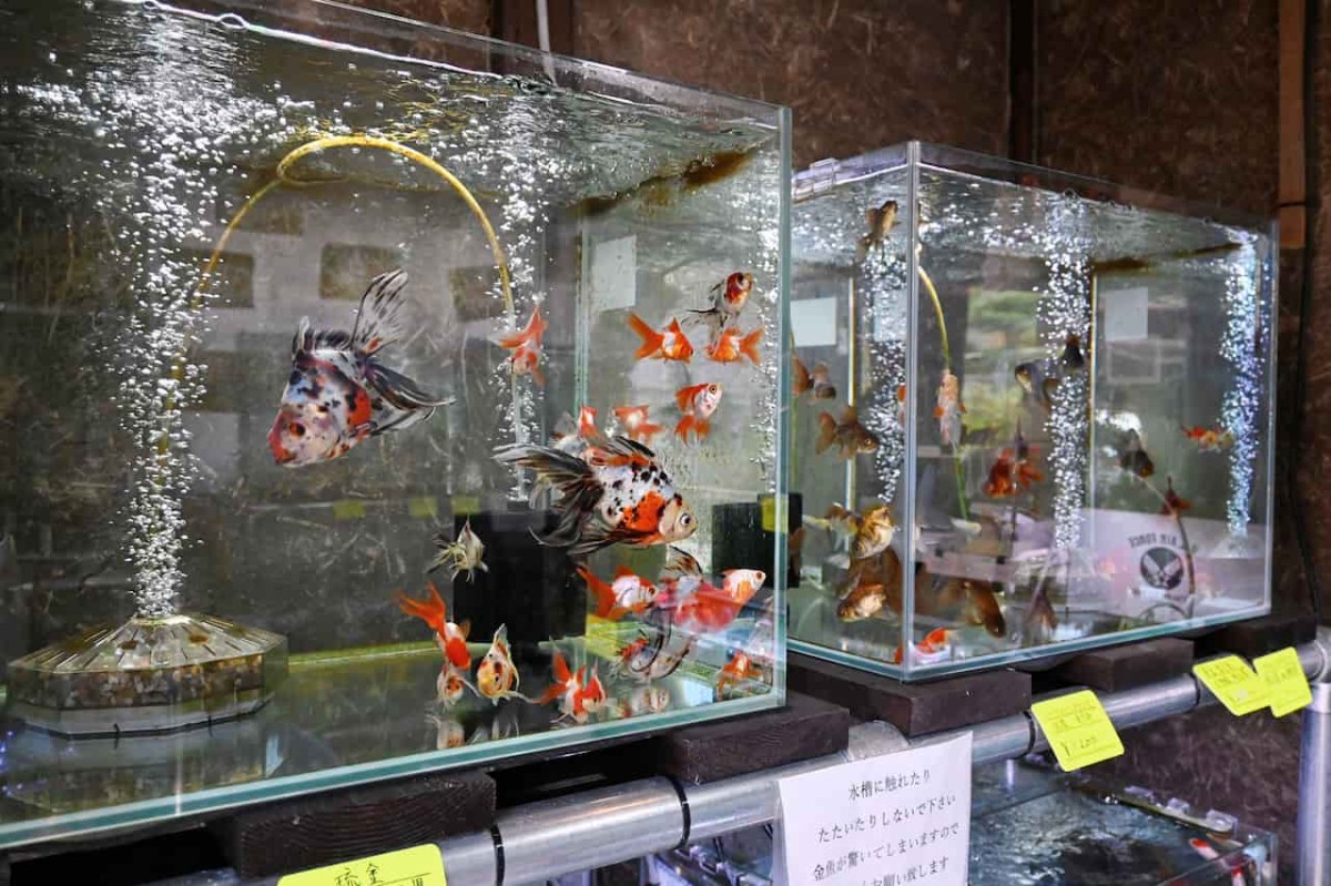 鳥取県倉吉市にある『倉吉観賞魚and小鳥部』の金魚小屋