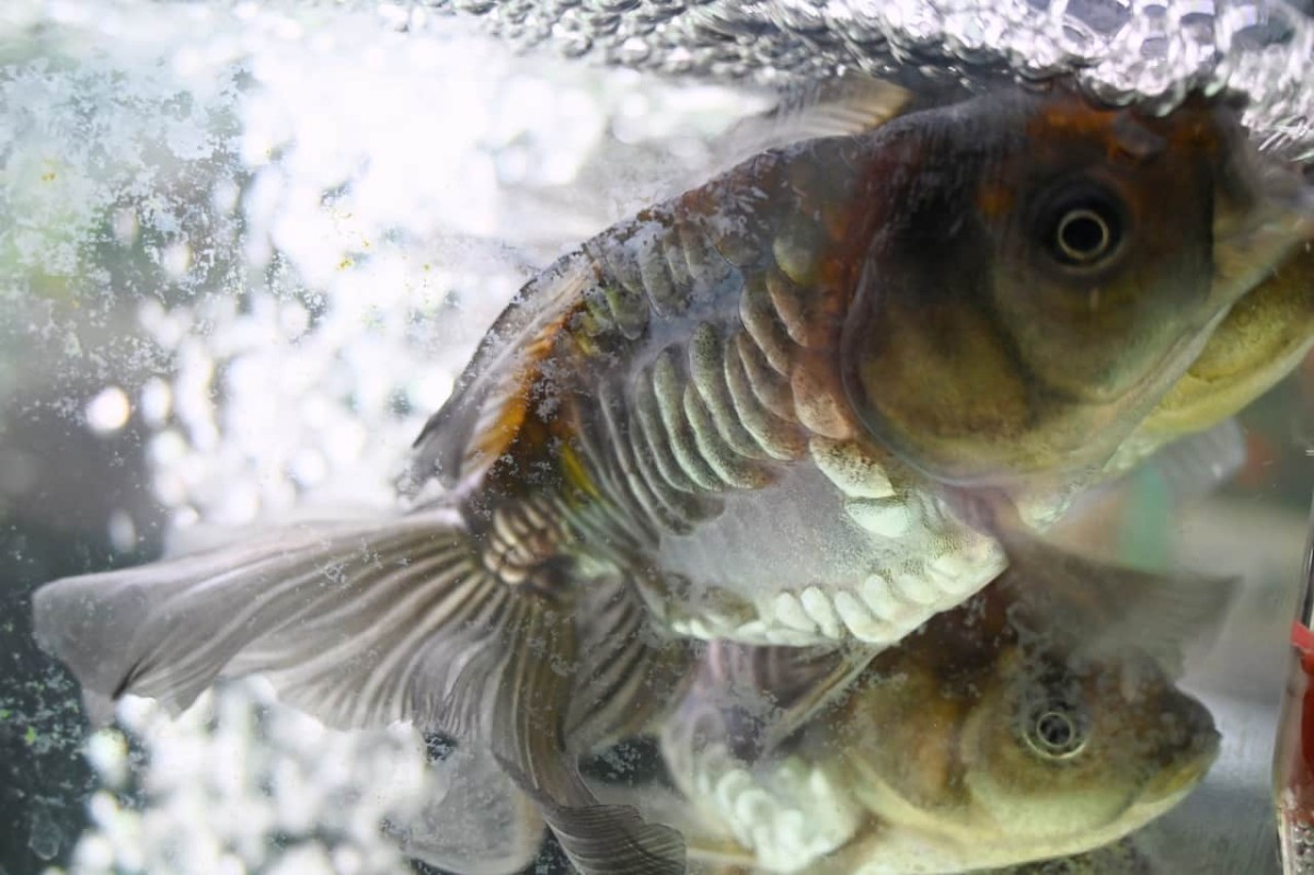 鳥取県倉吉市にある『倉吉観賞魚and小鳥部』にいる金魚