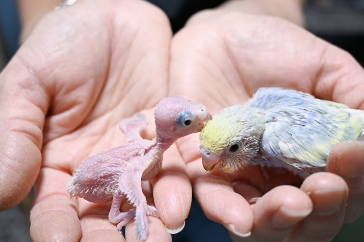 鳥取県倉吉市にある『倉吉観賞魚and小鳥部』にいる小鳥