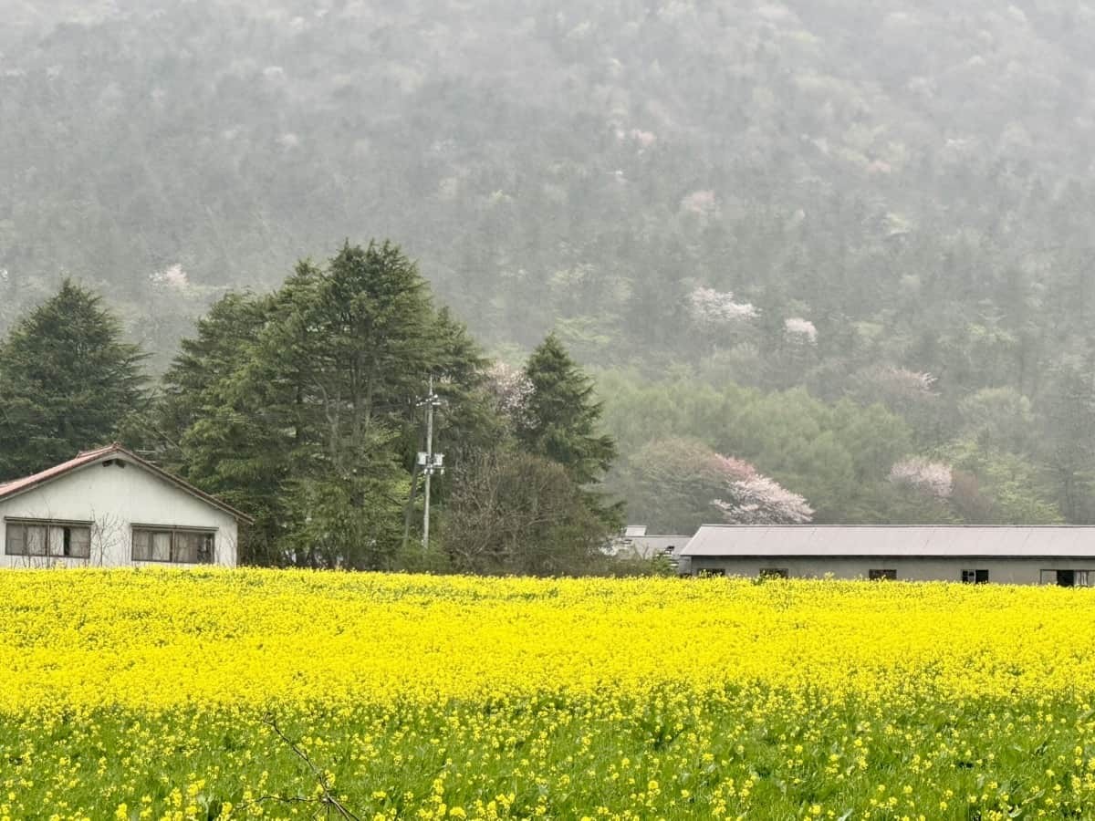 三瓶山の菜の花畑