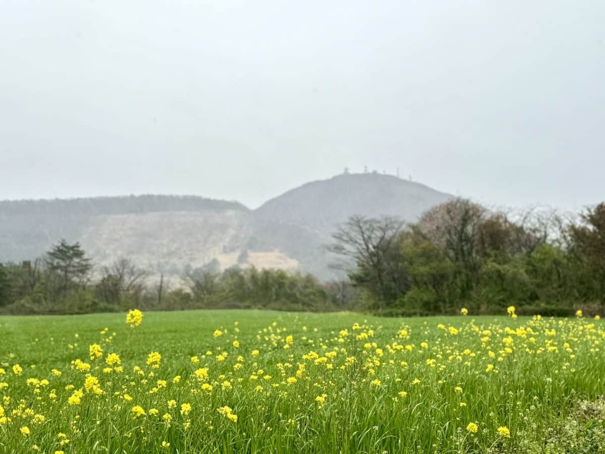 三瓶山の菜の花畑