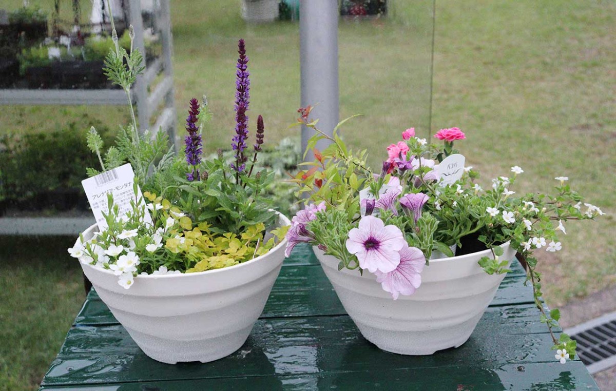 鳥取県西伯郡南部町にある「とっとり花回廊」の寄せ植え体験イメージ