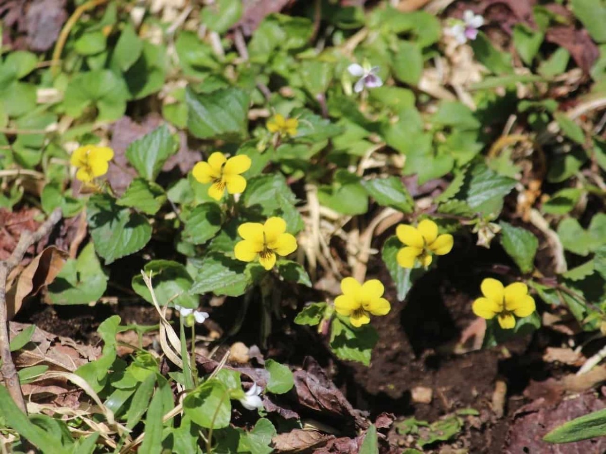 鳥取県の奥大山で見られる多年草