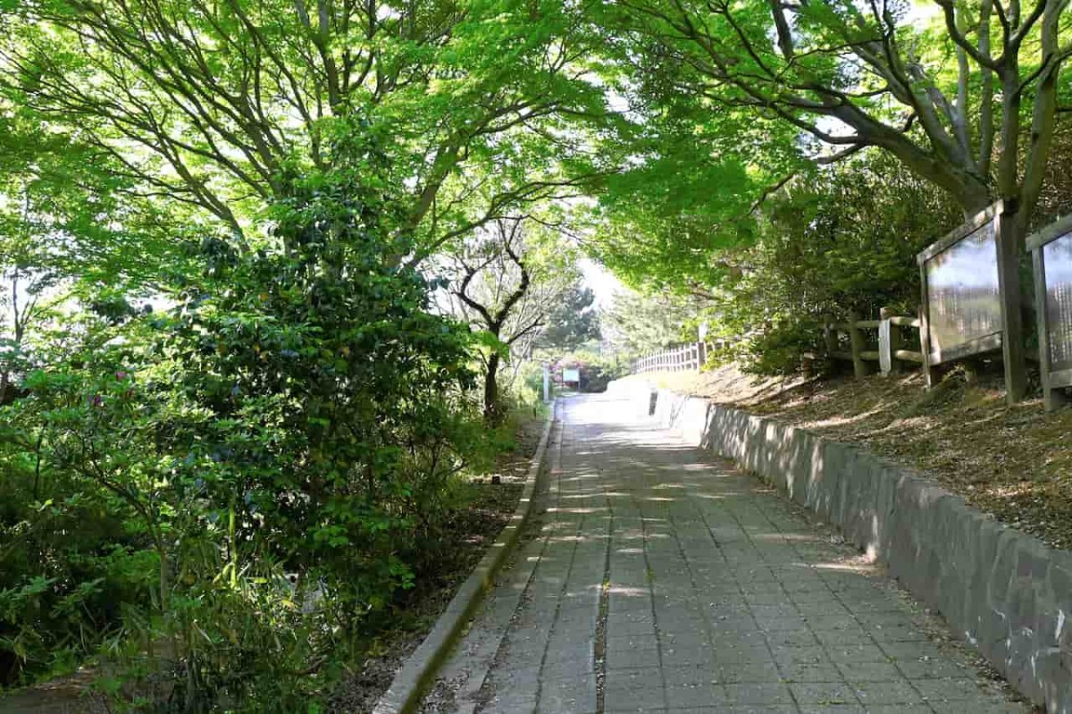 島根県松江市美保関にある『五本松公園』の「関の五本松」あたり