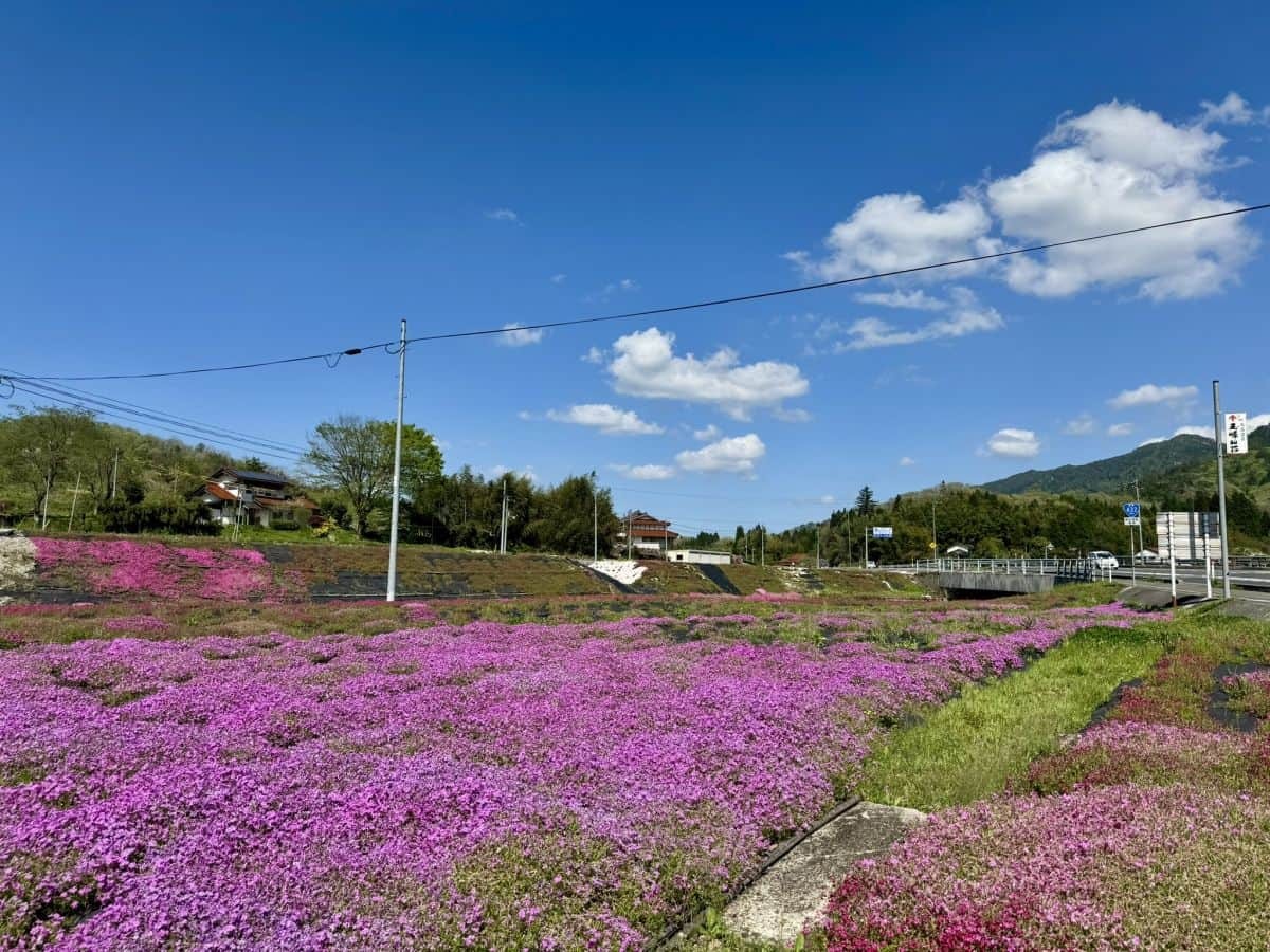 島根県奥出雲町亀嵩に広がる芝桜スポット『しばざくらの郷』の景色