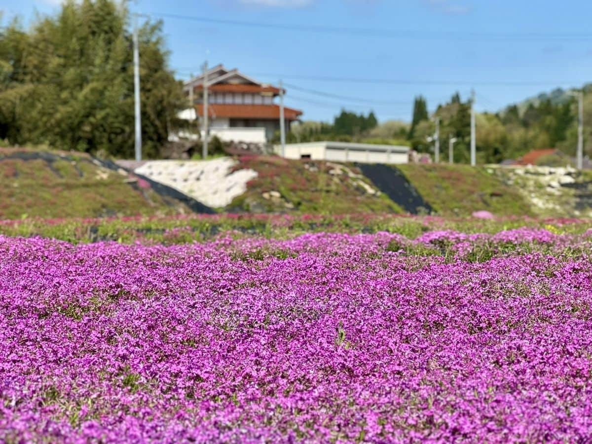 島根県奥出雲町亀嵩に広がる芝桜スポット『しばざくらの郷』の景色