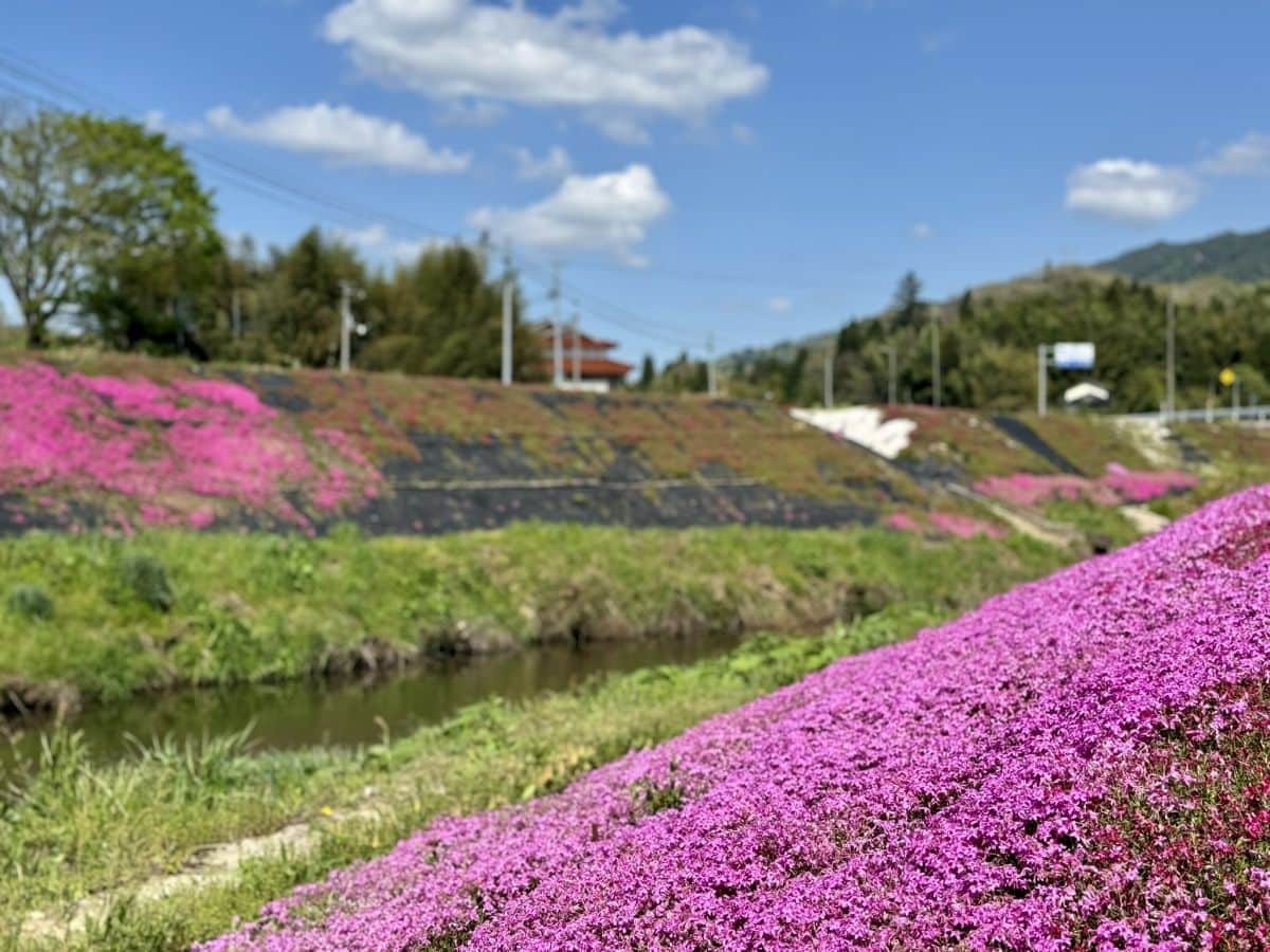 島根県奥出雲町亀嵩に広がる芝桜スポット『しばざくらの郷』の景色