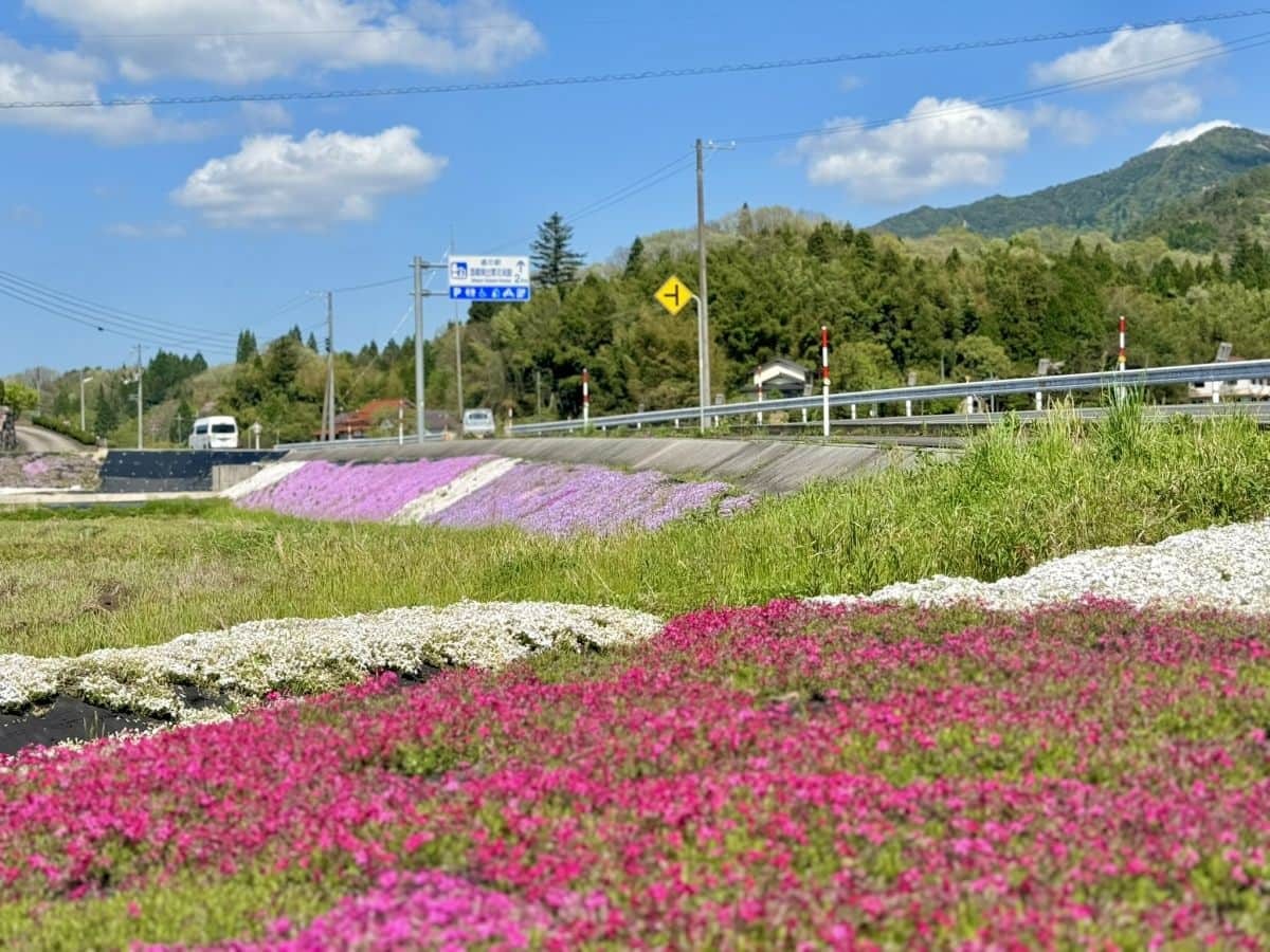 島根県奥出雲町亀嵩に広がる芝桜スポット『しばざくらの郷』の景色