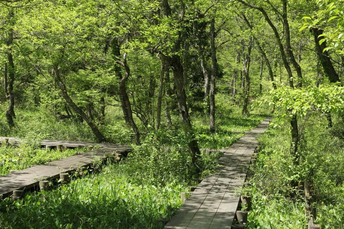 島根県飯南町の観光スポット「赤名湿地性植物群落」の散策路