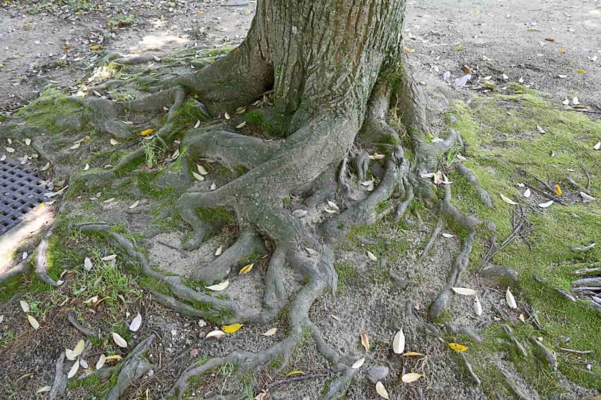 鳥取県鳥取市にある『美保公園』に植えてある植物