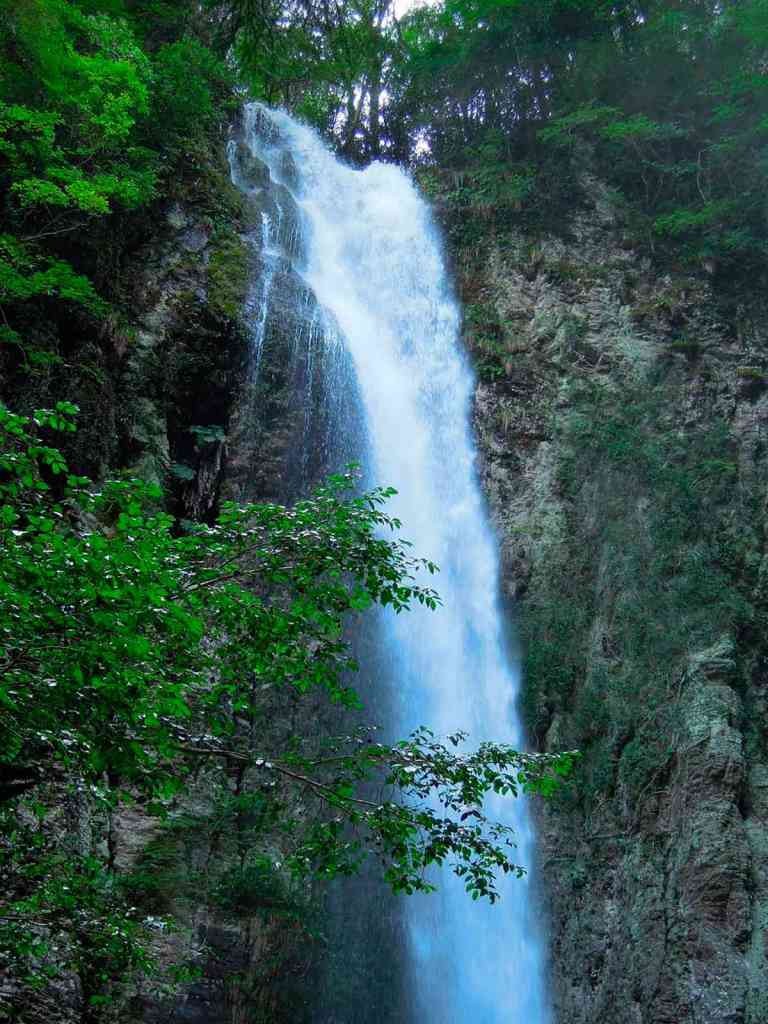 鳥取県東伯郡湯梨浜町のイベント「自然ウォッチング3 初夏の植物を見よう」のイメージ