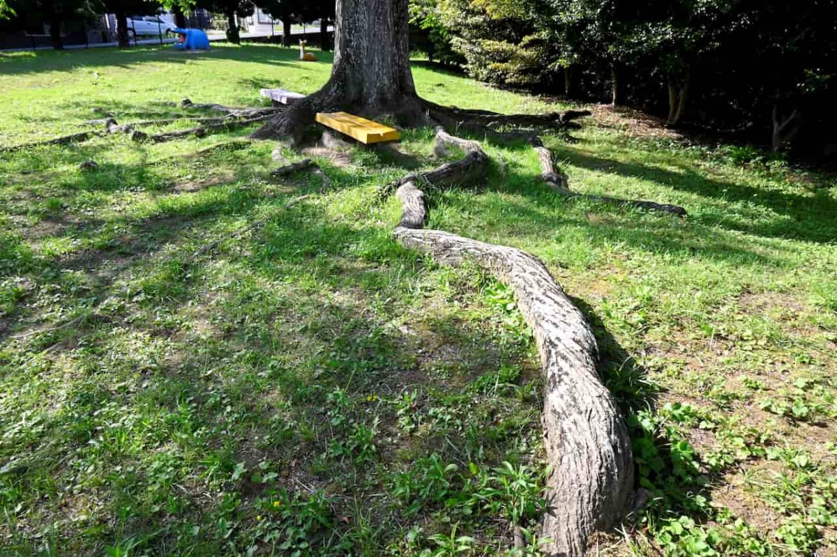 島根県益田市にある『雪舟橋公園』にあるセンダンの木