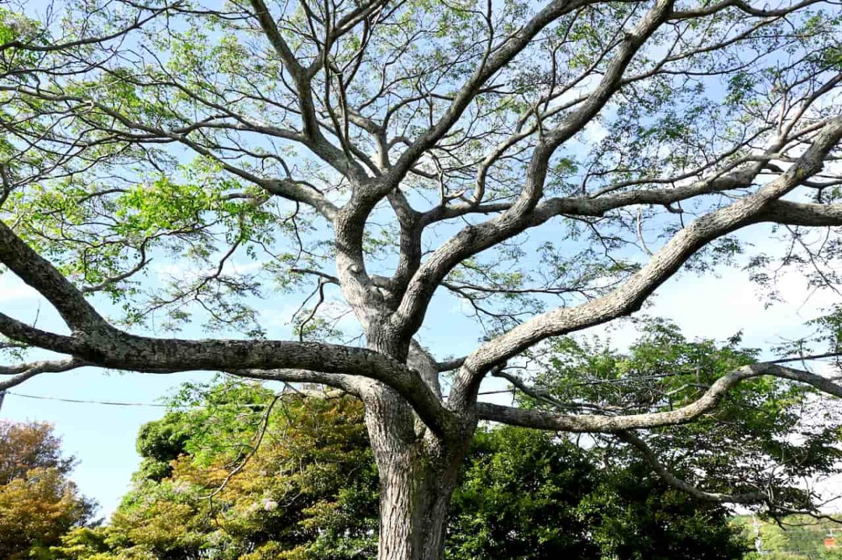 島根県益田市にある『雪舟橋公園』にあるセンダンの木