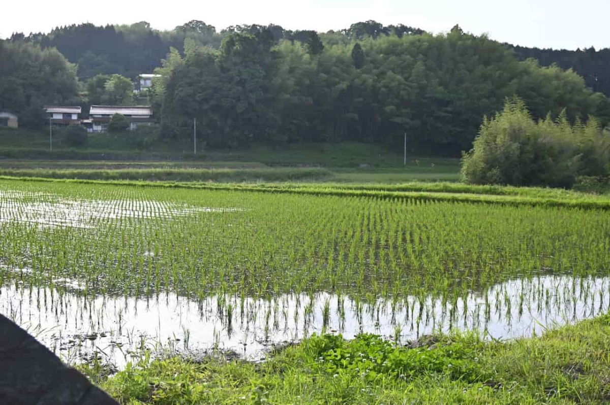 島根県雲南市の『佐世交流センター』裏手にの田んぼ