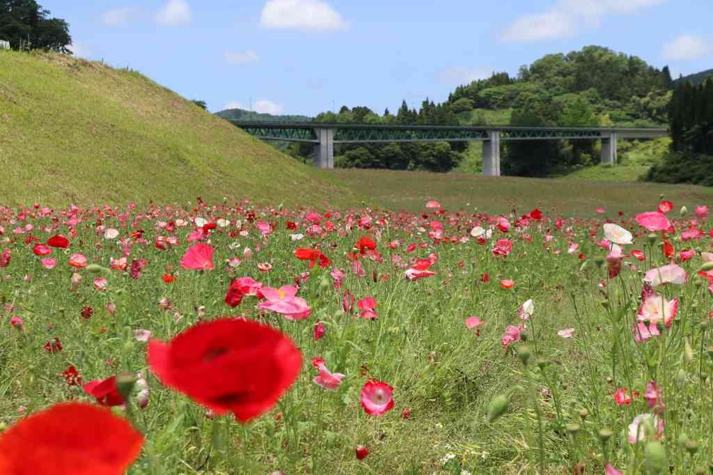 島根県飯石郡飯南町のイベント「ポピー祭」のイメージ