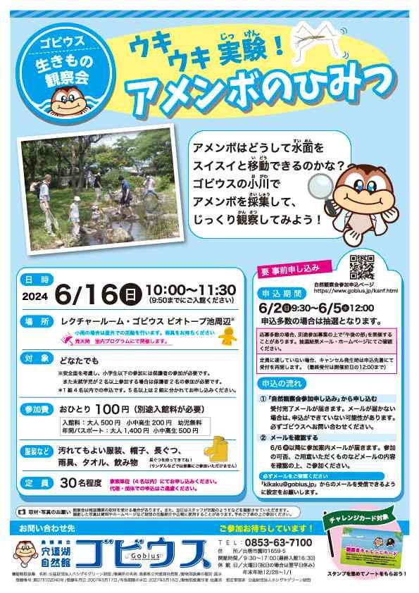 島根県出雲市のイベント「【要予約】ゴビウス生きもの観察会「ウキウキ実験！アメンボのひみつ」」のチラシ