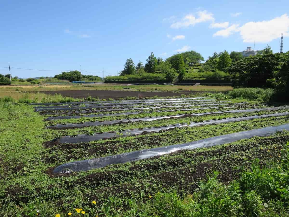 島根県松江市の大根島で開催された「海藻の利活用でつくる芋焼酎プロジェクト」の様子