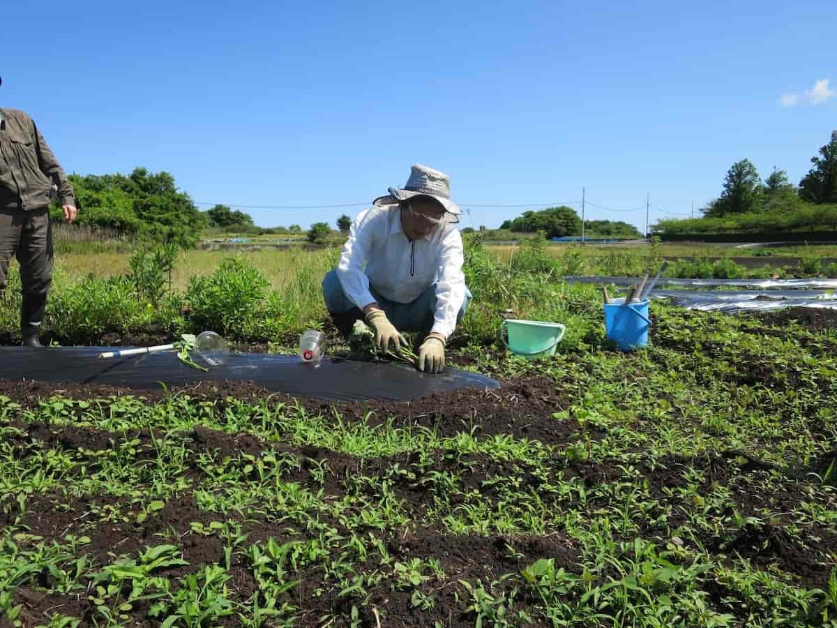 島根県松江市の大根島で開催された「海藻の利活用でつくる芋焼酎プロジェクト」の様子