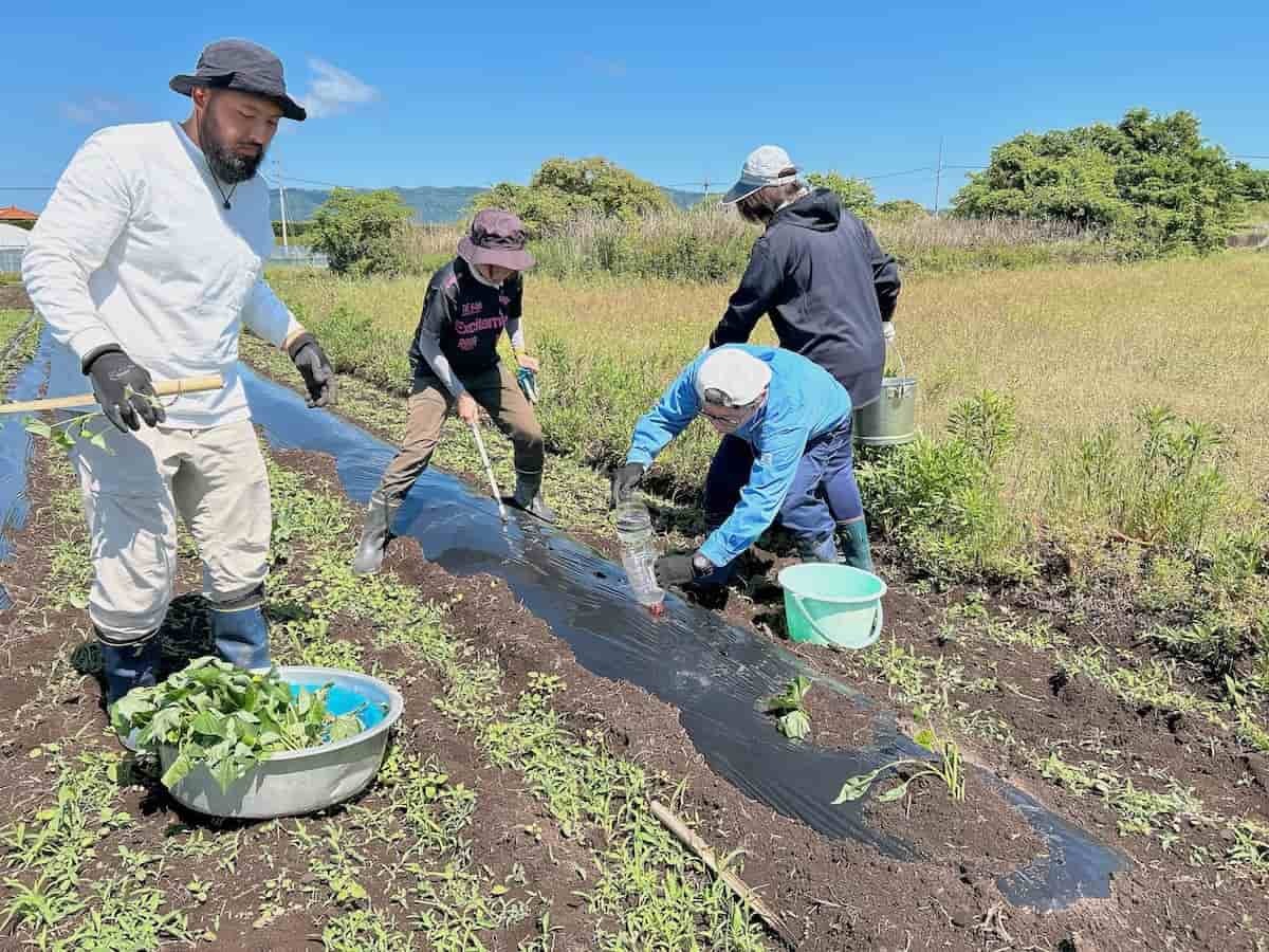 島根県松江市の大根島で開催された「海藻の利活用でつくる芋焼酎プロジェクト」の様子